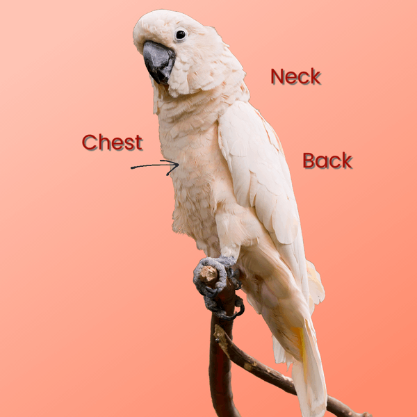 BeakGuard Bird Vest