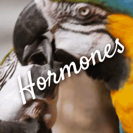 Bird Hormone Season