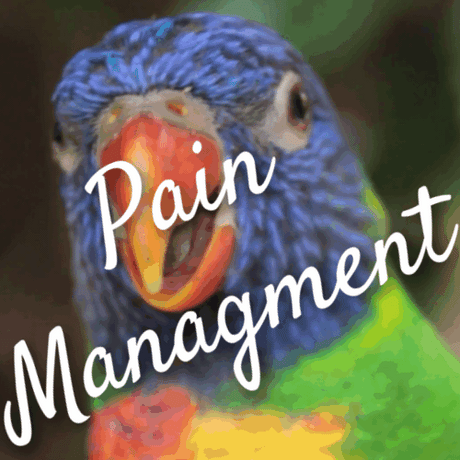 bird pain management