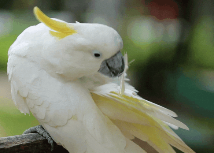Feather Plucking in Cockatoos: Tips for a Happier Bird