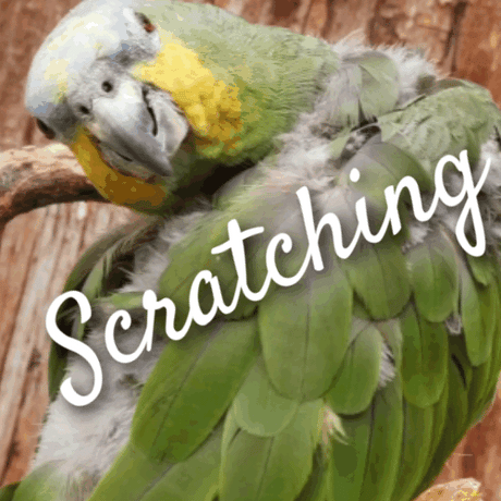 bird scratching