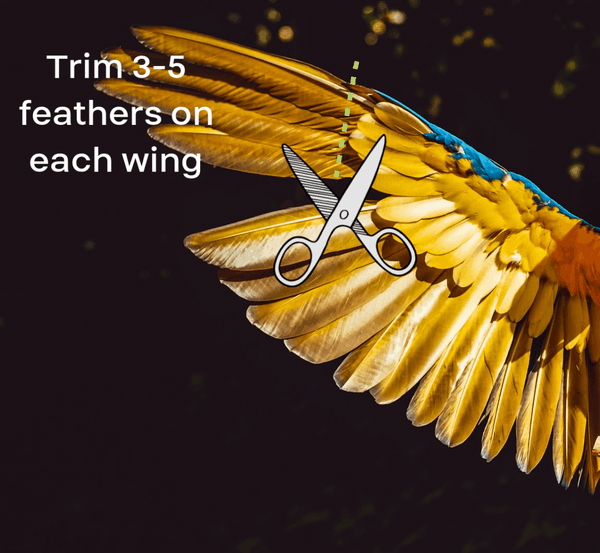 How to trim a birds wings