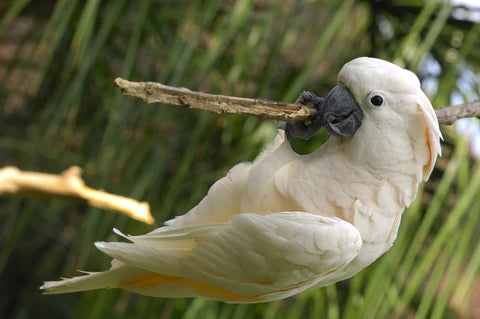 Parrot and Cockatoo Breeds: Choosing the Cockatoo for Your Lifestyle
