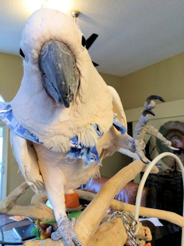 BirdSupplies.com Customers Donate to The Gabriel Foundation Parrot Sanctuary
