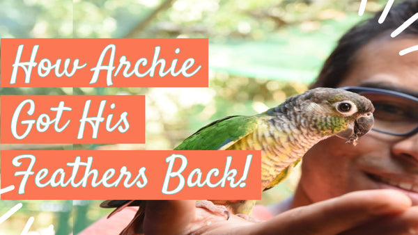 How Archie Got His Feathers Back