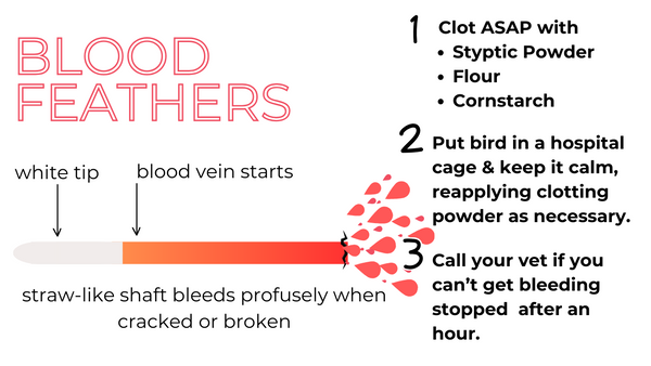 bird blood feathers