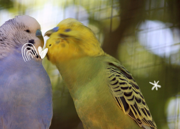 Do Birds Mourn? How You Can Help Your Grieving Bird Recover