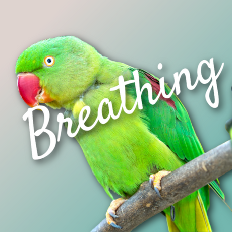 Bird breathing problems