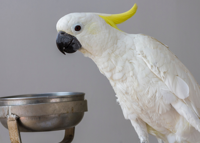 Cracking The Cockatoo Diet Puzzle: Tips For A Healthy Pet
