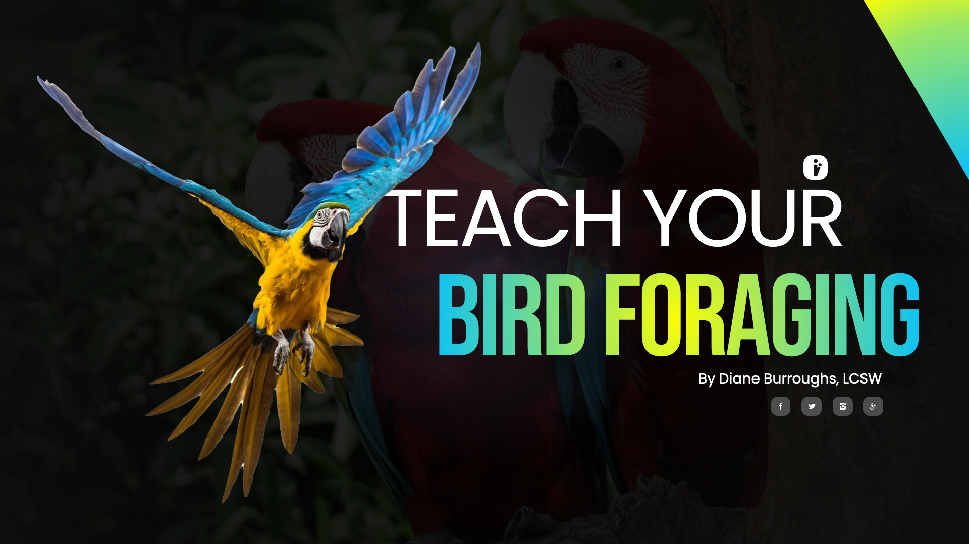 Teach Your Bird To Forage