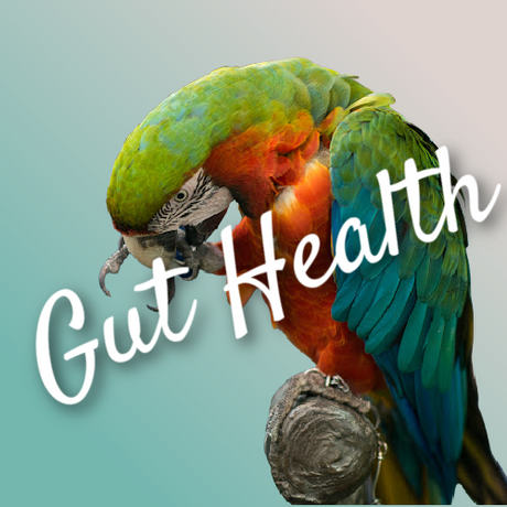 Bird Gut Health