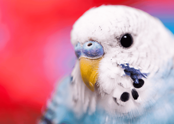 Unlocking the Secrets to a Healthy Parakeet Diet: Your Budgie's Wellness Guide