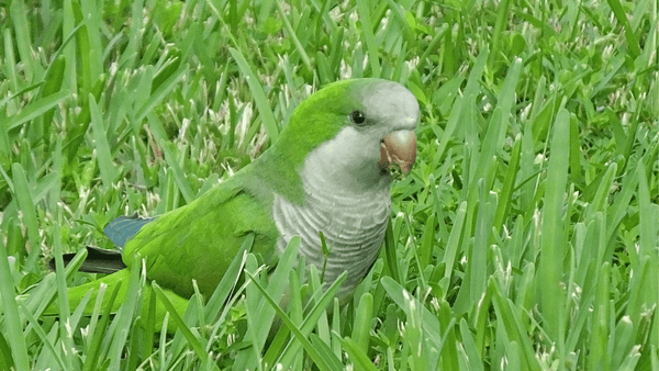 changing your parakeets diet