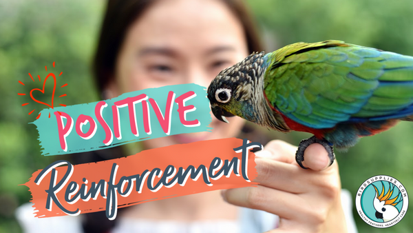 treat bird anxiety with positive reinforcement