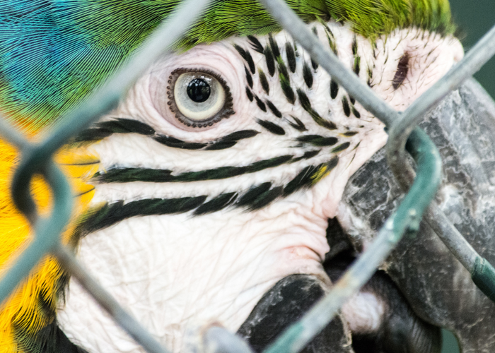 Rescue Parrots: Why They Make Great Pets