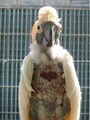 Cockatoo Self-mutilation