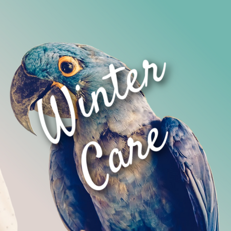 Bird Winter Care
