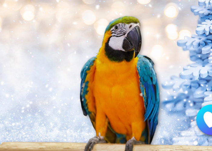 8 Tips For Caring For Your Birds This Winter